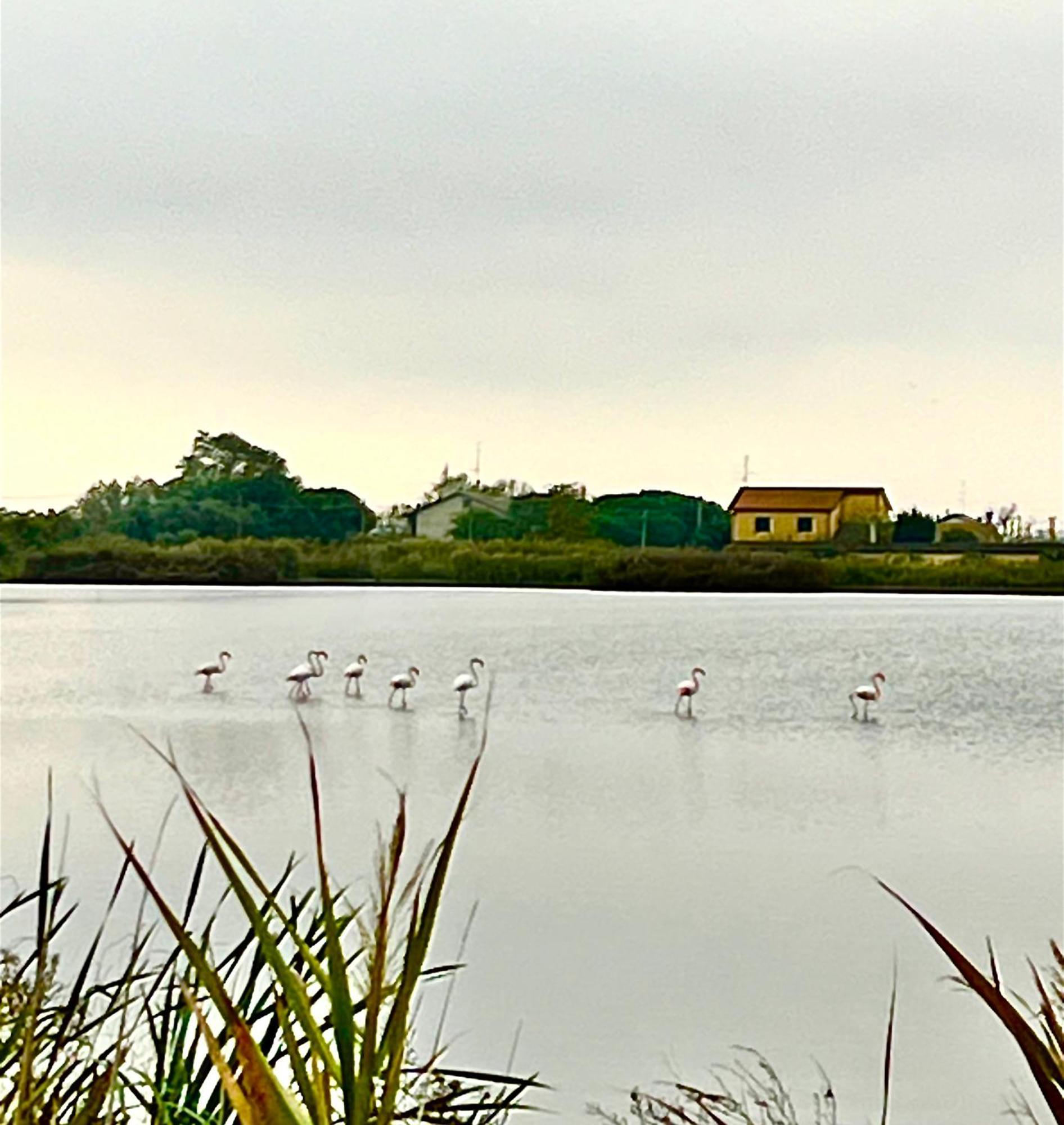 Pink Flamingo Accomodation Comacchio Exterior photo